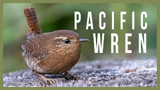 Pacific Wren Singing • Behavior Observation and Interesting Facts • Pacific Northwest Birding [upl. by Blackwell932]