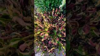 Dil dooba song👌  ytshorts  beautiful plant 🪴  gardening video  most viral shorts  💙👏 [upl. by Einahpts58]