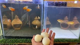 Lily gourami and tiger orange gourami new tank setup [upl. by Repotsirhc]