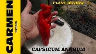 ⟹ Carmen Pepper  Capsicum annuum [upl. by Tocci982]