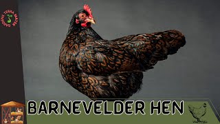 BARNEVELDER HEN Information and Growing Tips [upl. by Strader]