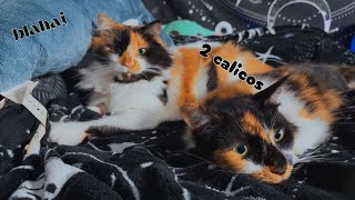 2 Calicos amp a Blahaj 🎶✨ Chill Music [upl. by Krissie495]