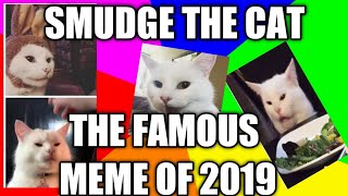 Smudge the Cat  the famous meme of 2019 [upl. by Tocs]