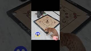 Kitten game funnyanmials funny kitten youtube shortvideos [upl. by Fernand]