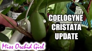 Coelogyne Cristata Orchid update [upl. by Nonez]