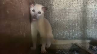 Cute But Deadly Weasel At The Animal Market [upl. by Bobker]