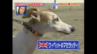 Japońska TV  Usain Bolt vs psiaki sprint 100 m  Japanese TV  Usain Bolt vs dogs [upl. by Trstram793]