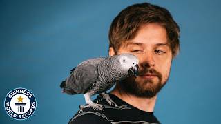 Apollo The Genius Parrot  Guinness World Records [upl. by Jarrad]