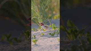 Family Sterna hirundo baby birds [upl. by Baker877]