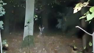 Backyard ultra 2024 deer  олень [upl. by Radford]