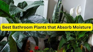 10 Best Bathroom Plants that Absorb Moisture  indoorplants garden [upl. by Etrem914]