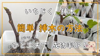 【いちじく】誰でも簡単いちじくの挿木の方法 ひと工夫で成功率UP！ [upl. by Portland]