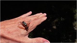 Freehandling A Cicada Killer Wasp [upl. by Chiquia938]