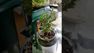 trichodiadema bonsai minibonsai [upl. by Sucramel]