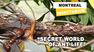 Montreal Insectarium Uncovering Ant Secrets Life A Closer Look [upl. by Yeltsew]