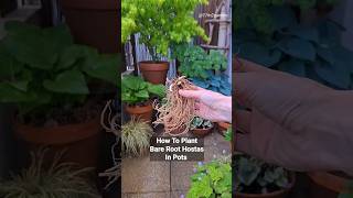 How To Plant Bare Root Hostas In Pots balconygarden containergarden urbangardening [upl. by Nadiya]