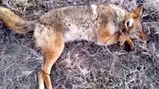 Coyote trapping the good and the bad Jan 8 amp 9 2015 [upl. by Gowrie]