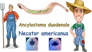 شرح Ancylostoma duodenale amp Necator americanus [upl. by Jilly433]