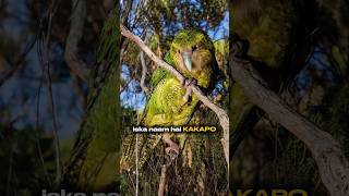 Kakapo parrot facts shorts [upl. by Aivatal479]