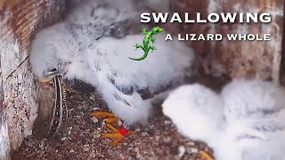 60🦅Redfooted Falcon Nest❶／LIVE Redfooted Falcon Nest Cam 1 Polgár Hungary [upl. by Nnylkcaj]