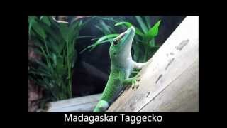 quotMadagaskar Taggecko im Schmetterlingshaus Bordanoquot Live Video von Wolfgang Schmökel [upl. by Guinn547]