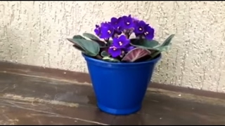 Como plantar violetas e como fazer para violetas darem flor [upl. by Ynalem]