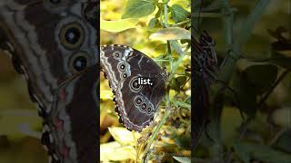 Attractive Insects  Top 5 lustrous Insects in the World shorts insects facts [upl. by Alliuqat]