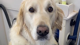 Watch This Golden Retriever Force His Groomer Into the Cutest Moment Ever [upl. by Esiuolyram904]