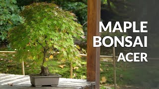 Japanese Maple Bonsai care Acer palmatum [upl. by Yro]