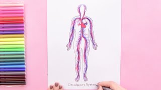 How to draw Human circulatory system [upl. by Ditter766]