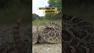 snake oklahoma shorts Prairie Rattlesnake using its rattle [upl. by Ynes]