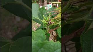 Clerodendrum chinense Lamiaceae familyHAZARI MOGRASAHASHRA MALLI [upl. by Eldwon]