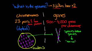 What is Genomics [upl. by Bergess]