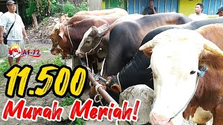 115 JUTA ‼️ MURAH MERIAH ‼️ UPDATE HARGA SAPI TERBARU  PASAR SAPI AJIBARANG af72bumiayu [upl. by Ellenod]