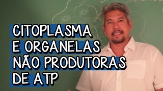 Organização Citoplasmática  Extensivo Biologia  Descomplica [upl. by Renner]