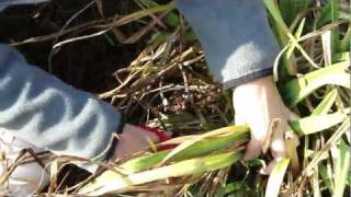 How to Cut Back Daylily [upl. by Nedak]