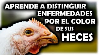 Aprende enfermedades de tus gallinas por color de heces TODO DEBES SABER COLOR DE EXCREMENTOS [upl. by Danell415]