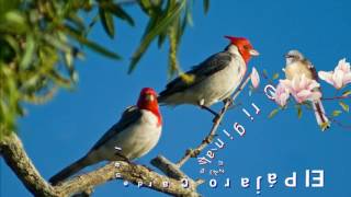 El Pájaro Cardenal🐦 El Original Mar Azul [upl. by Carrew222]