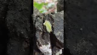 Slug caterpillar Limacodidae family [upl. by Heidie]