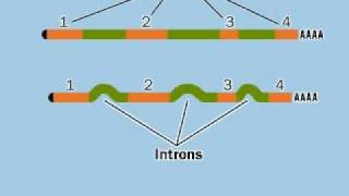 Exon Intron and Splicingflv [upl. by Barcroft378]