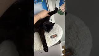 Jschlatts cat does a biiig stretch cat jschlatt tiktok cute [upl. by Jacinta]