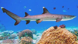 Whitetip Reef Shark Harmless but May Bite if Harassed [upl. by Adelind884]