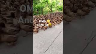 ducks many running duckslive subscribe amazingshorts subscribemychannel [upl. by Ahsel]