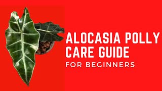 ALOCASIA POLLY PLANT CARE [upl. by Ikceb]