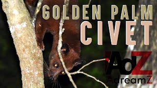 Golden Palm Civet in midnight at wilpattu endemic wilpattu nationalpark iucnredlist srilanka [upl. by Nnaeiram]