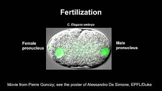 The Early Life of an Embryo from Fertilization to the Midblastula Transition [upl. by Sidonius]