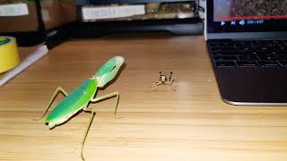 Adult female Giant Shield Mantis Feeding [upl. by Vaclav187]