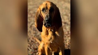 Introducing Gastonia PD’s Newest Bloodhound ‘Bo’ [upl. by Kassel749]