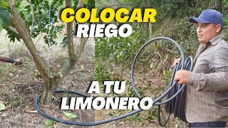 Como colocar riego a limonero paso a paso  Riego a plantas de limón [upl. by Hardy]