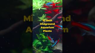 10 Best Midground Aquarium Plants 🌱🐠 shorts [upl. by Elokyn]